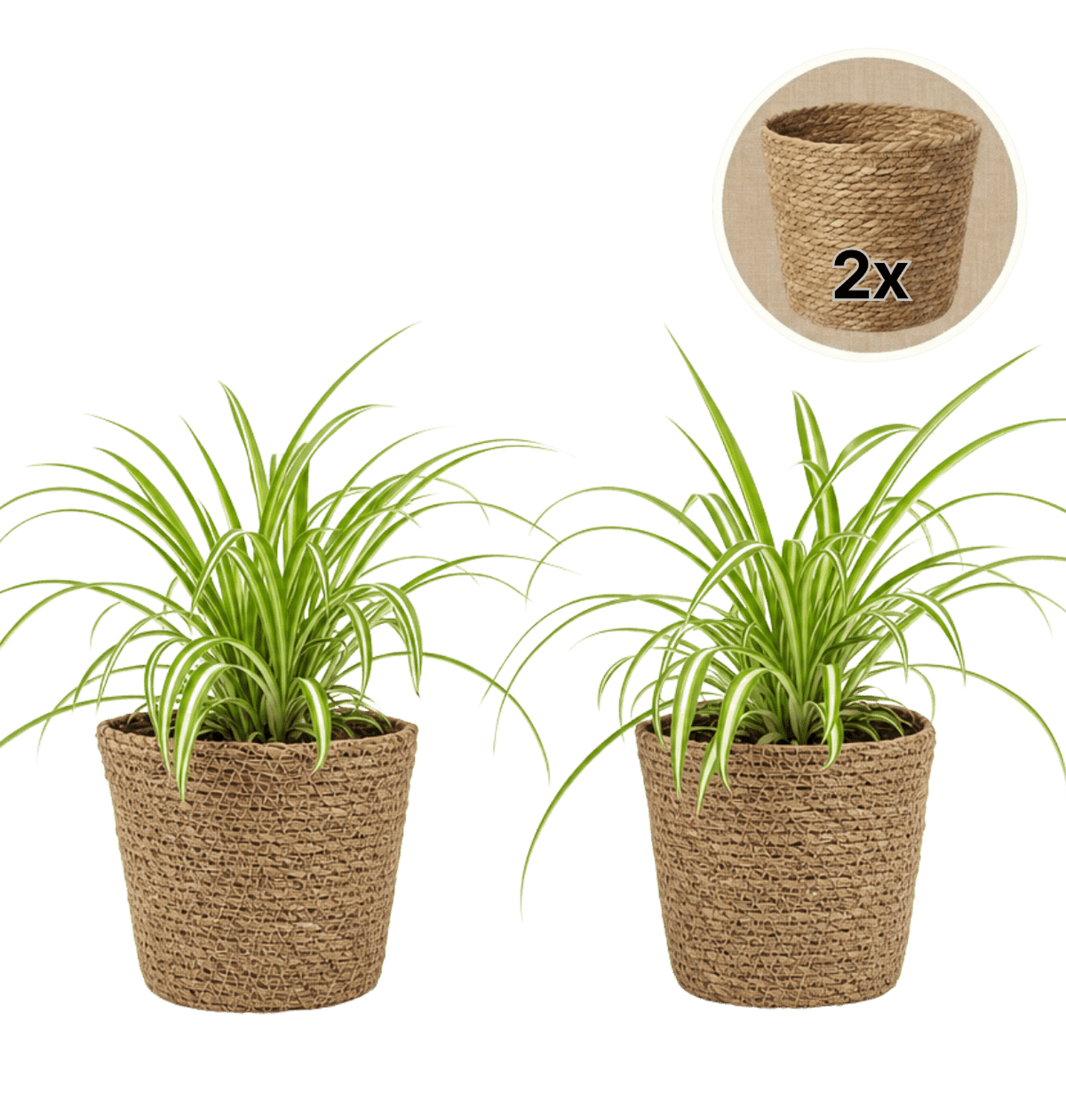 Grünlilie + 2x Seegraskorb | 2er-Set | Chlorophytum | ca. 40-50 cm | Ø 12-15 cm Topf - Blume Ideal