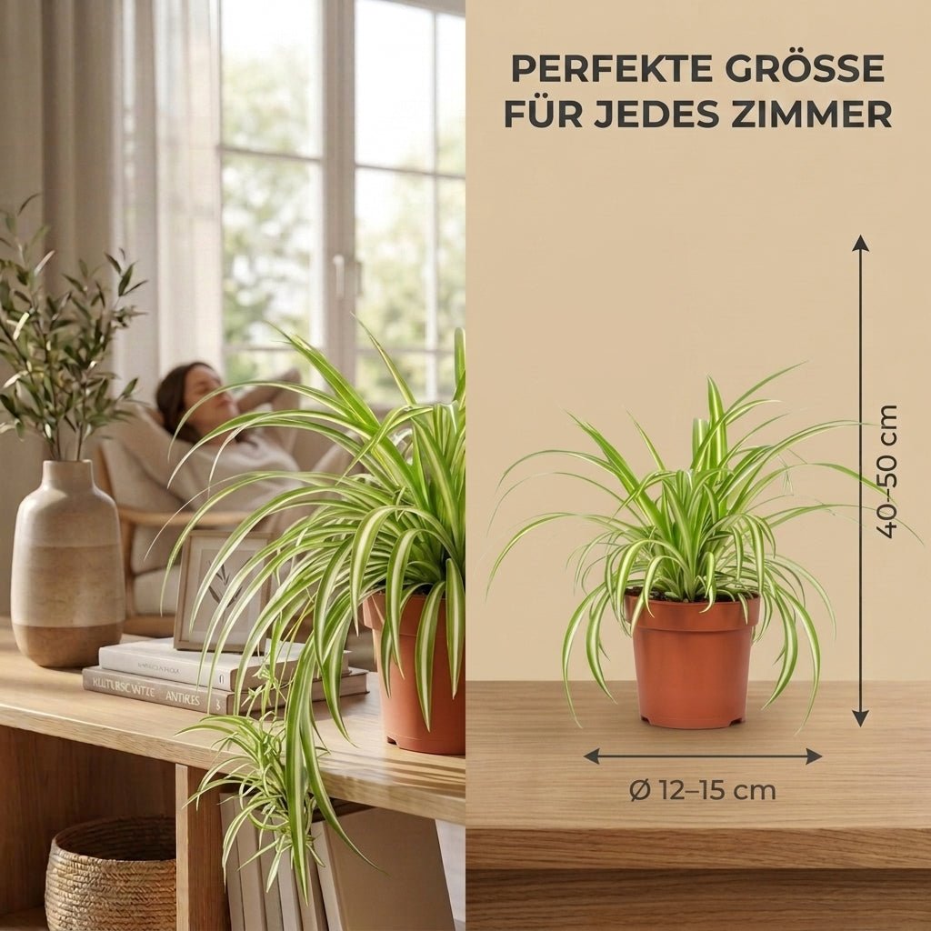 Grünlilie + 2x Seegraskorb | 2er-Set | Chlorophytum | ca. 40-50 cm | Ø 12-15 cm Topf - Blume Ideal