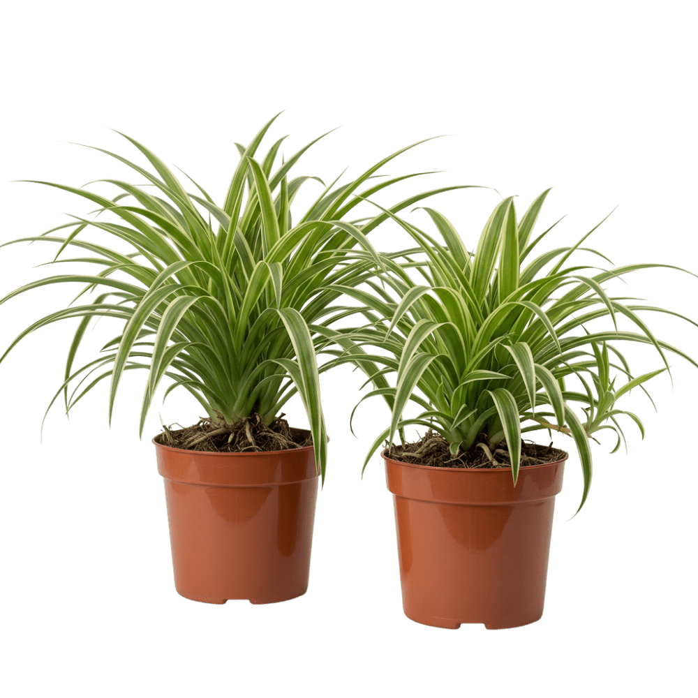 Grünlilie | Chlorophytum - Blume Ideal