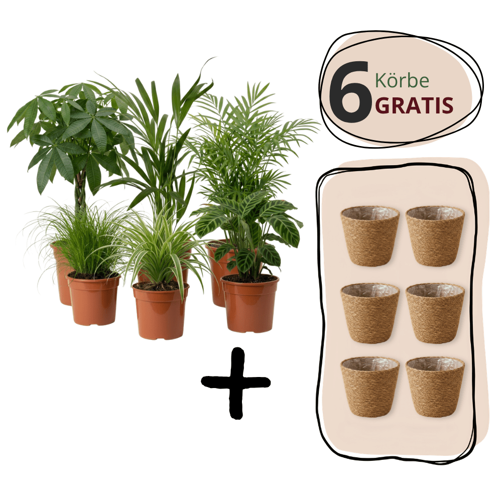 Katzenfreunde Pflanzensets Aktion - Blume Ideal