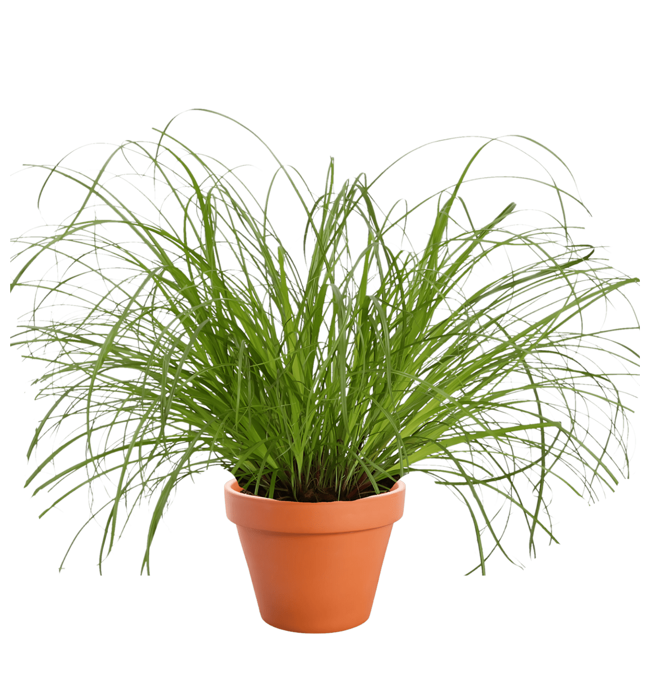 Katzengras | 7er - Set | Cyperus zumula | ca. 30 - 40 cm | Ø 12 - 15 cm Topf - Blume Ideal