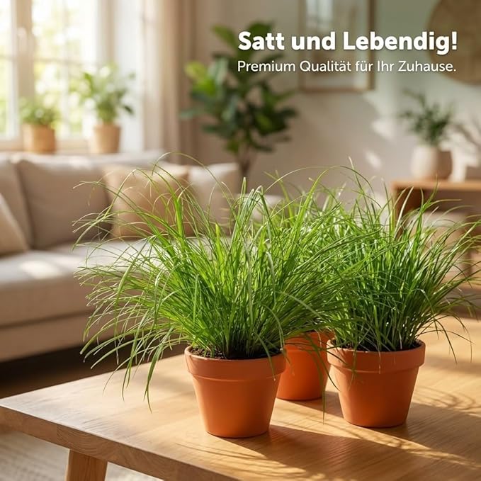 Katzengras + 7x Seegraskorb | 7er-Set | Cyperus zumula | ca. 20-30 cm | Ø 12-15 cm Topf - Blume Ideal