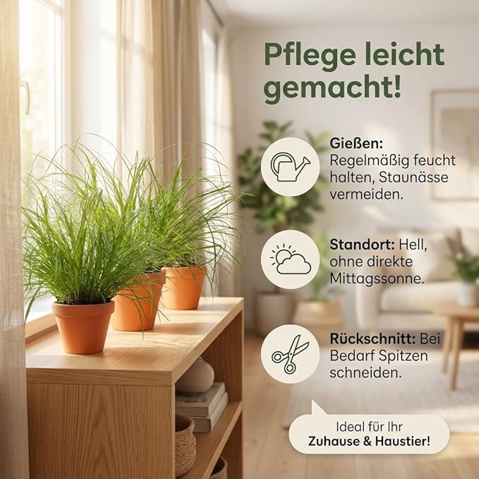 Katzengras + 7x Seegraskorb | 7er-Set | Cyperus zumula | ca. 20-30 cm | Ø 12-15 cm Topf - Blume Ideal