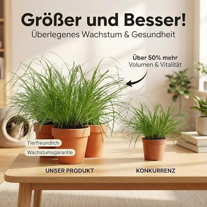 Katzengras + 7x Seegraskorb | 7er-Set | Cyperus zumula | ca. 20-30 cm | Ø 12-15 cm Topf - Blume Ideal