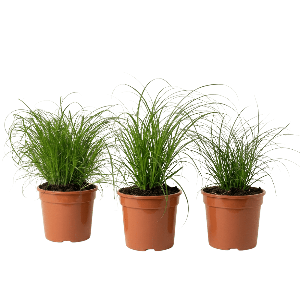 Katzengras | Cyperus zumula - Blume Ideal