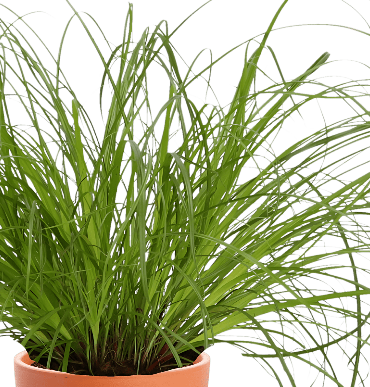 Katzengras | Cyperus zumula | ca. 20 - 30 cm | Ø 12 - 15 cm Topf - Blume Ideal