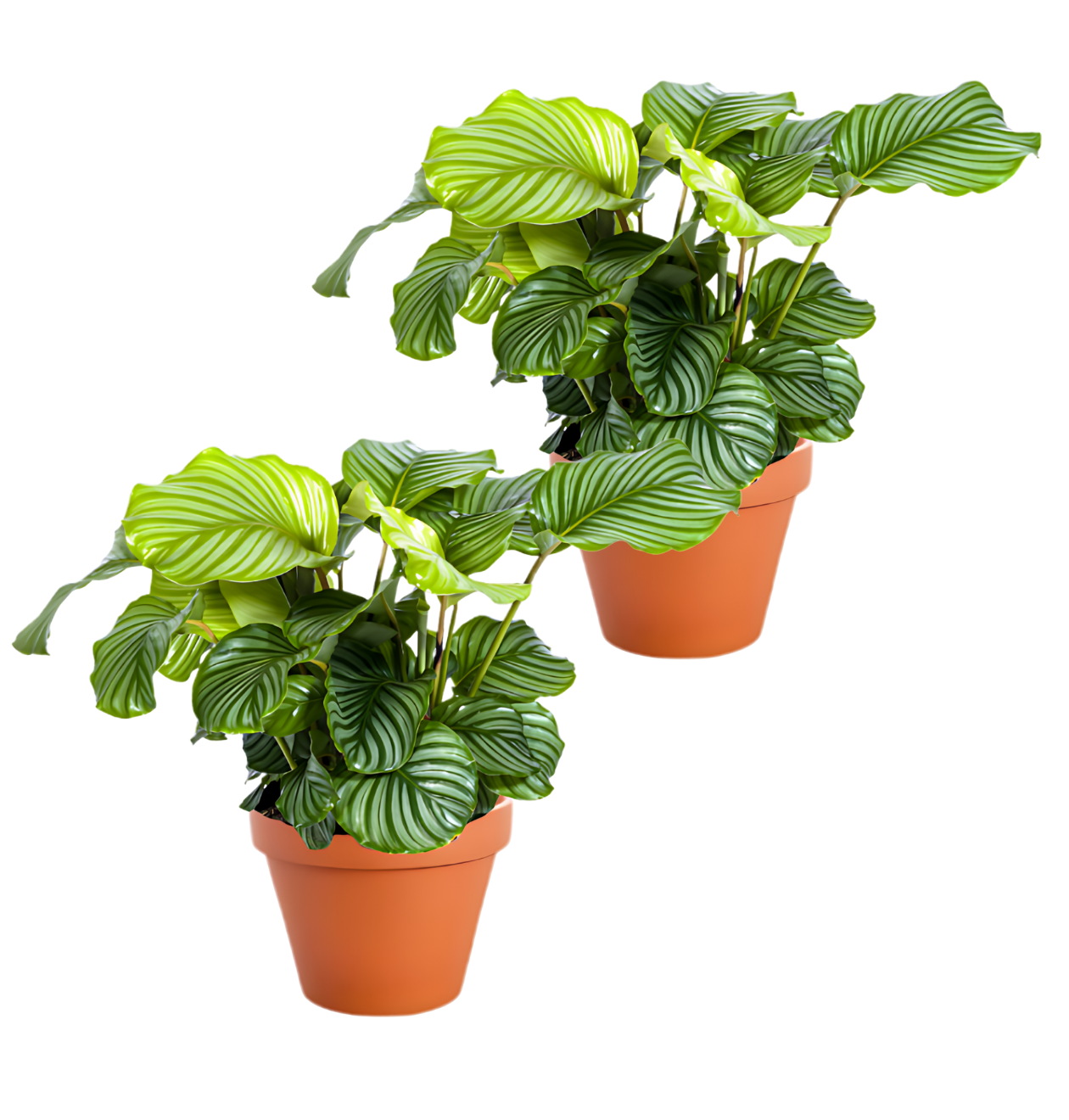 Korbmarante | 2er - Set | Calathea | ca. 40 - 50 cm | Ø 12 - 15 cm Topf - Blume Ideal