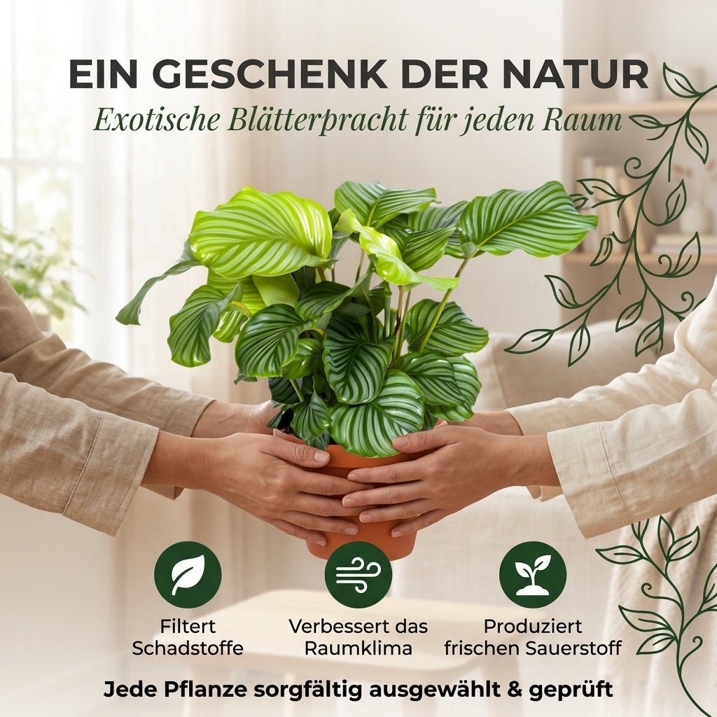Korbmarante + 4x Seegraskorb | 4er-Set | Calathea | ca. 40-50 cm | Ø 12-15 cm Topf - Blume Ideal