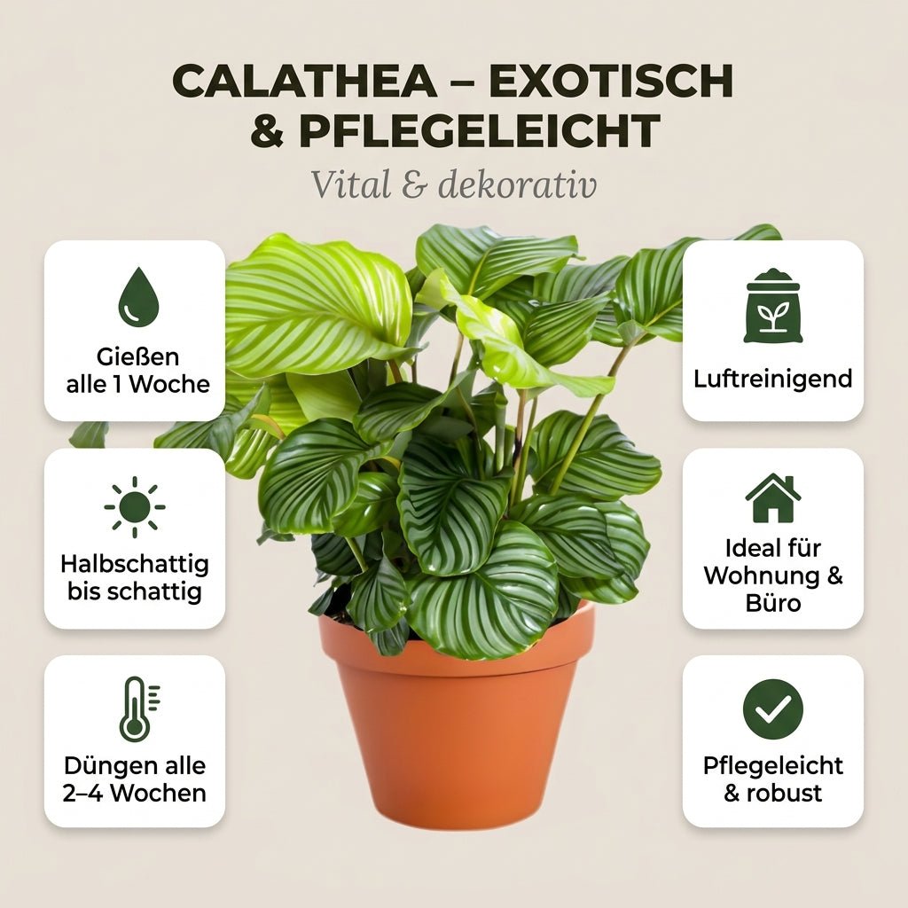 Korbmarante + 4x Seegraskorb | 4er-Set | Calathea | ca. 40-50 cm | Ø 12-15 cm Topf - Blume Ideal