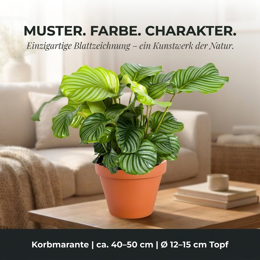 Korbmarante + 4x Seegraskorb | 4er-Set | Calathea | ca. 40-50 cm | Ø 12-15 cm Topf - Blume Ideal