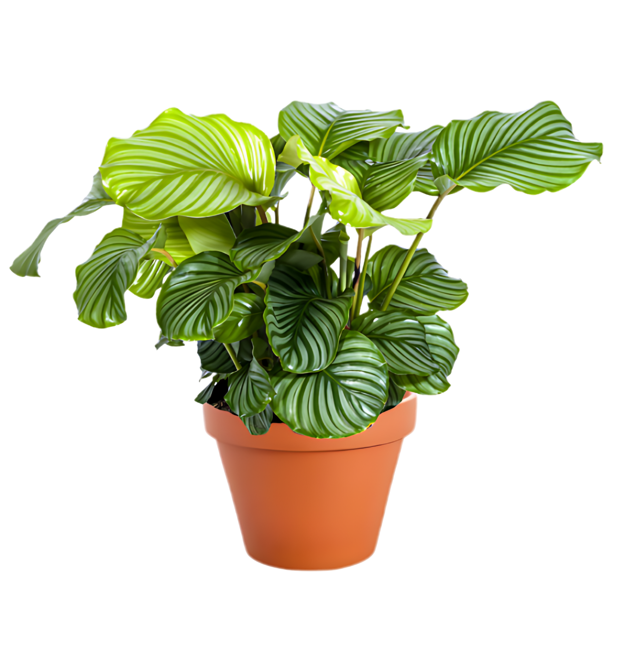 Korbmarante | 5er - Set | Calathea | ca. 40 - 50 cm | Ø 12 - 15 cm Topf - Blume Ideal