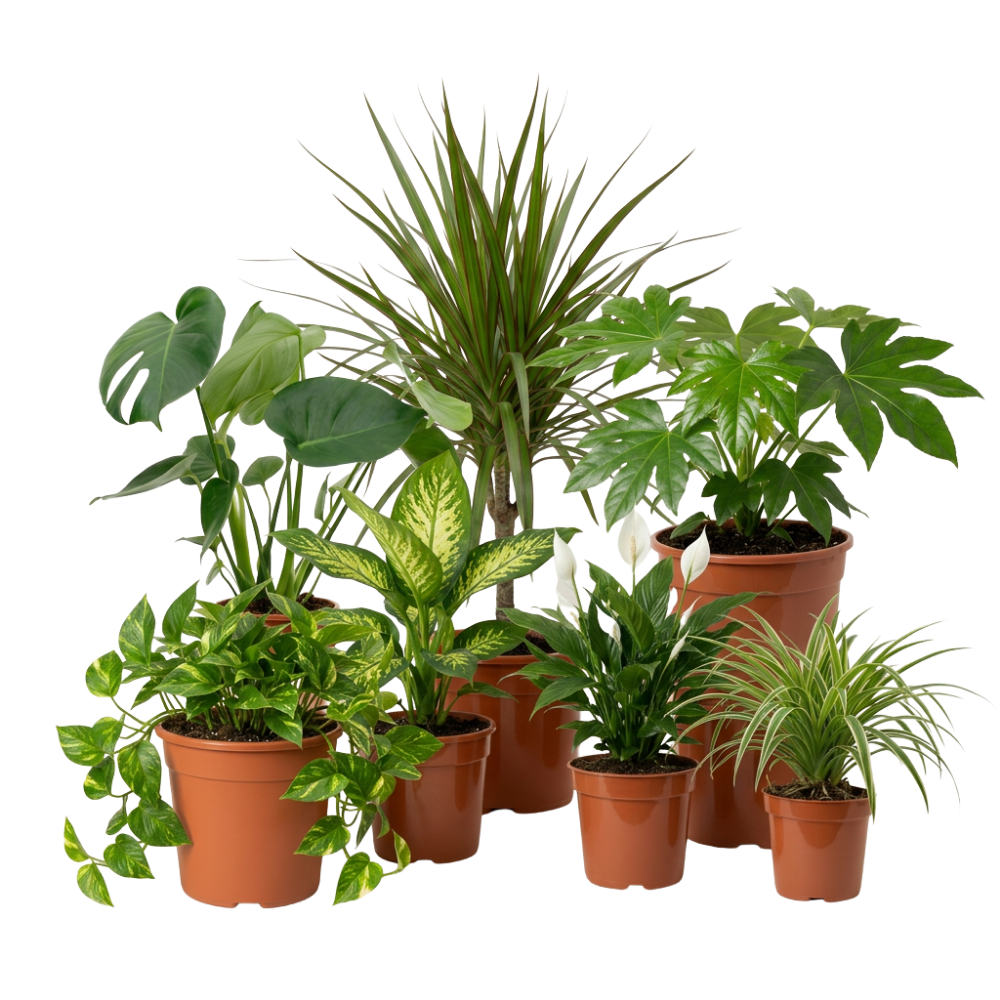 Luftreiniger Pflanzen-Set - Blume Ideal