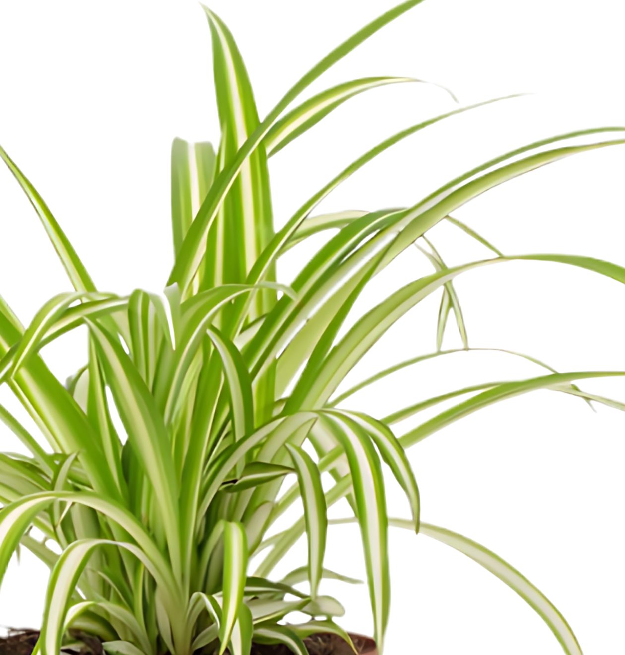 “Luftreiniger” Pflanzen - Set | 6er - Set | ca. 40 - 70 cm | Ø 12 - 15 cm Topf - Blume Ideal