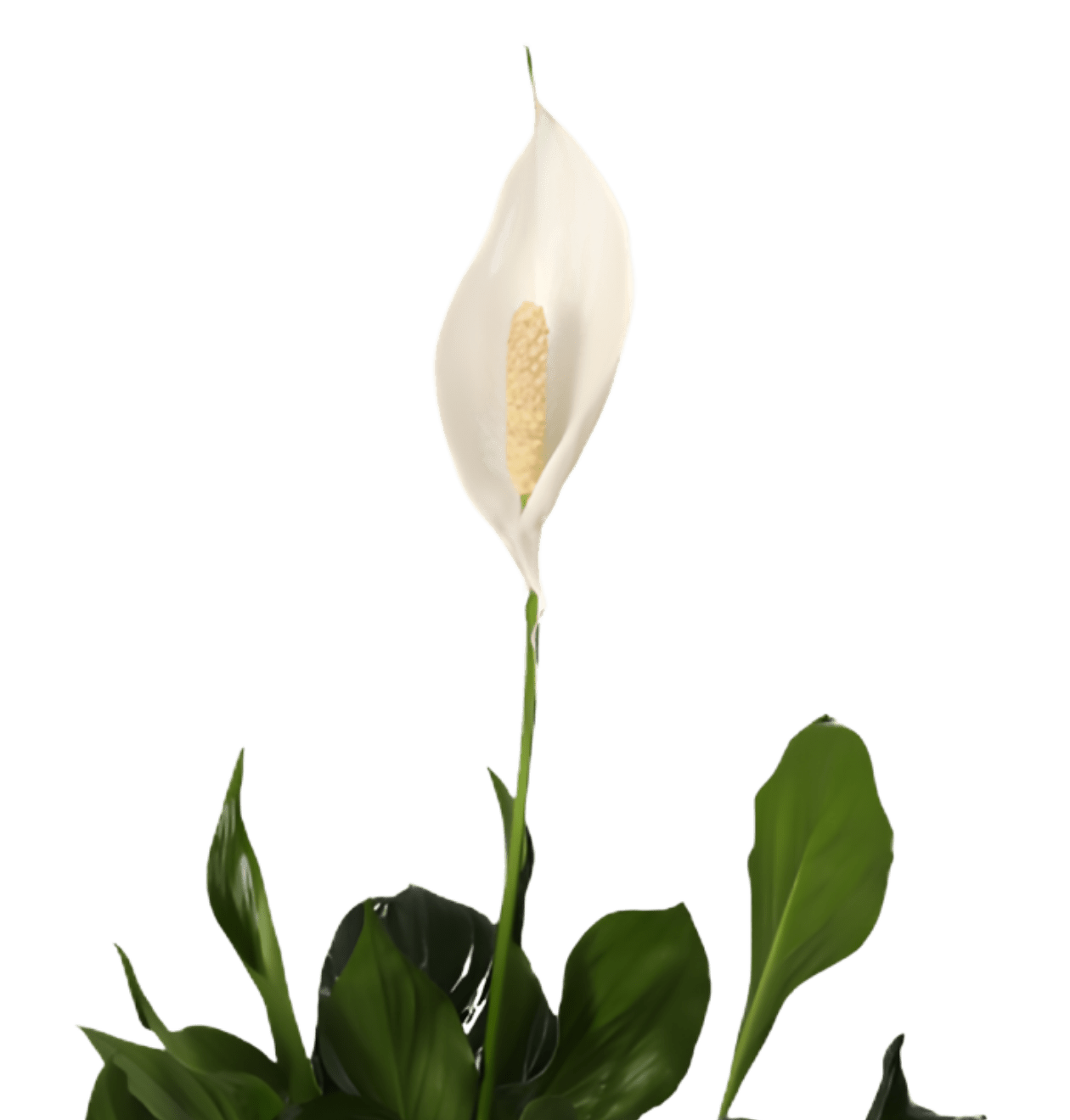 “Luftreiniger” Pflanzen - Set | 7er - Set | ca. 30 - 70 cm | Ø 12 - 15 cm Topf - Blume Ideal