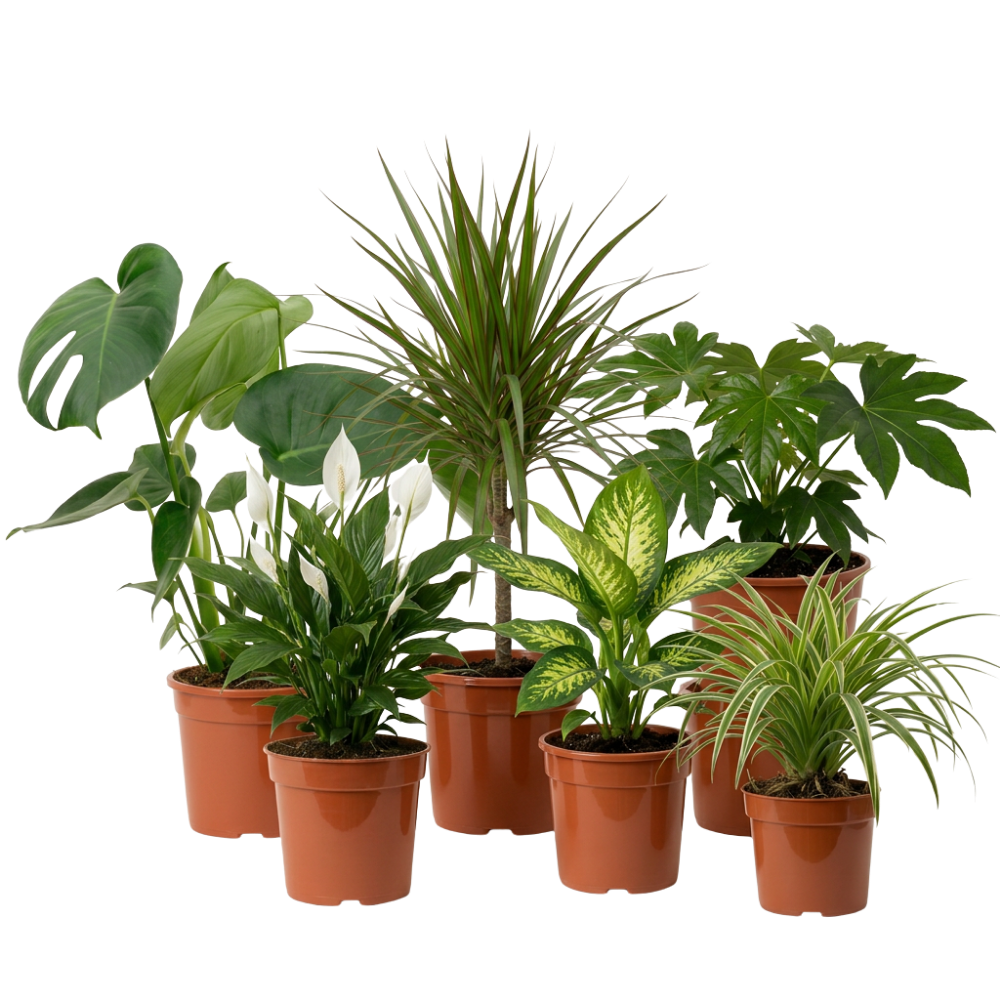 Luftreiniger Pflanzen-Set - Blume Ideal