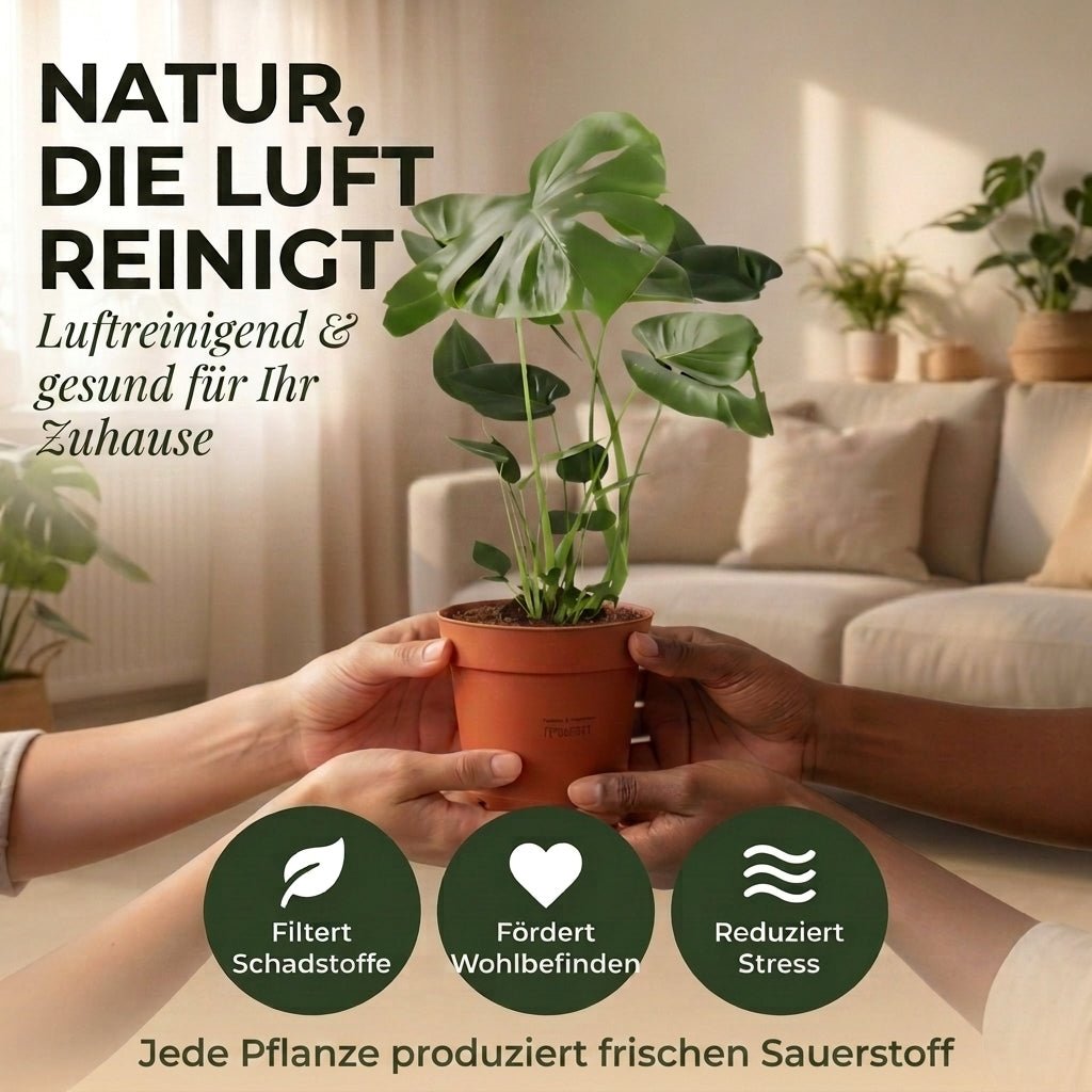 “Luftreiniger” Pflanzen - Set + Zinktopf | 5er - Set | ca. 40 - 70 cm | Ø 12 - 15 cm Topf - Blume Ideal