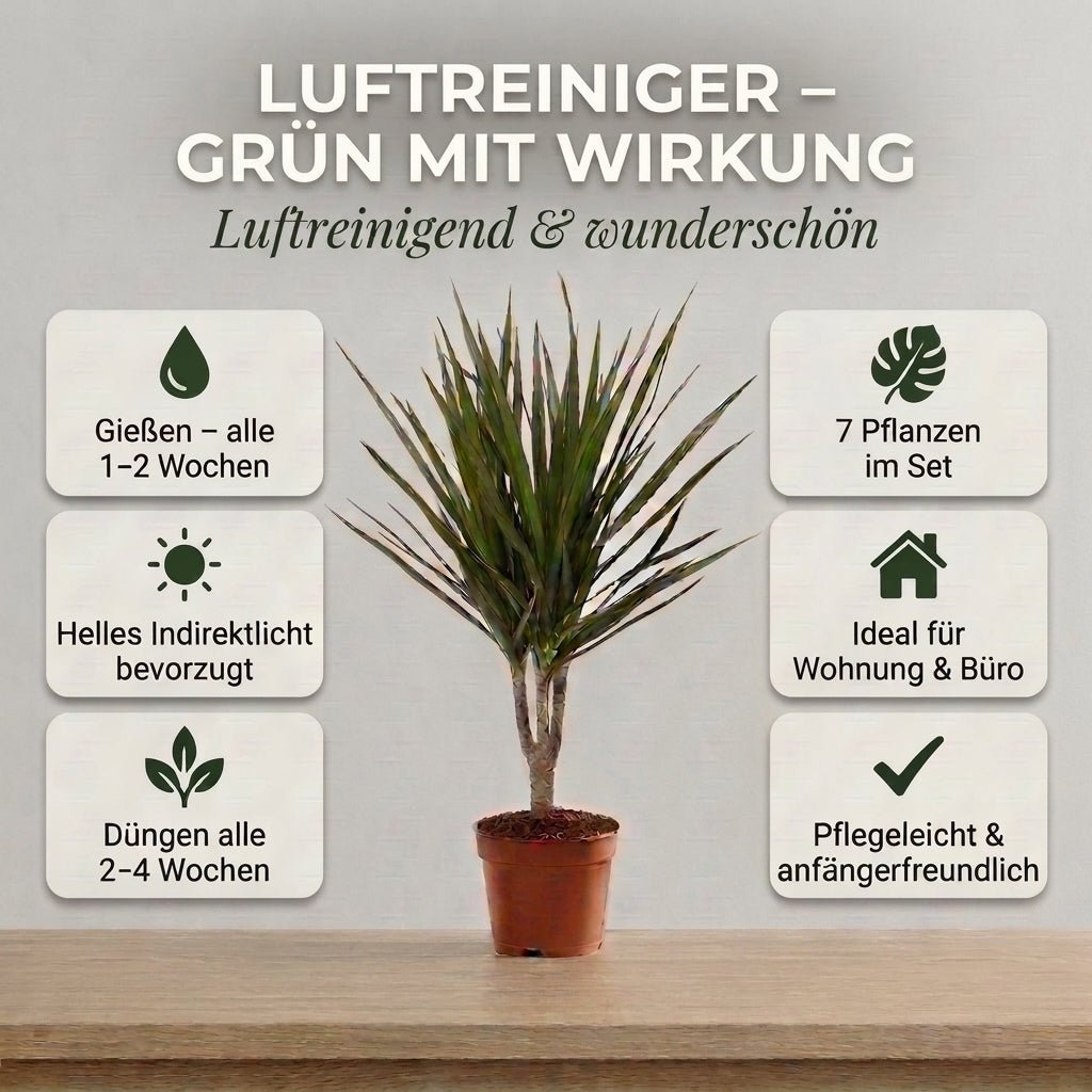 “Luftreiniger” Pflanzen - Set + Zinktopf | 7er - Set | ca. 30 - 70 cm | Ø 12 - 15 cm Topf - Blume Ideal