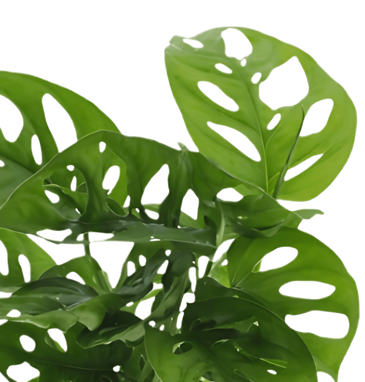 Monstera adansonii | 3er - Set | Affenblatt | ca. 25 - 30 cm | Ø 12 - 15 cm Topf - Blume Ideal