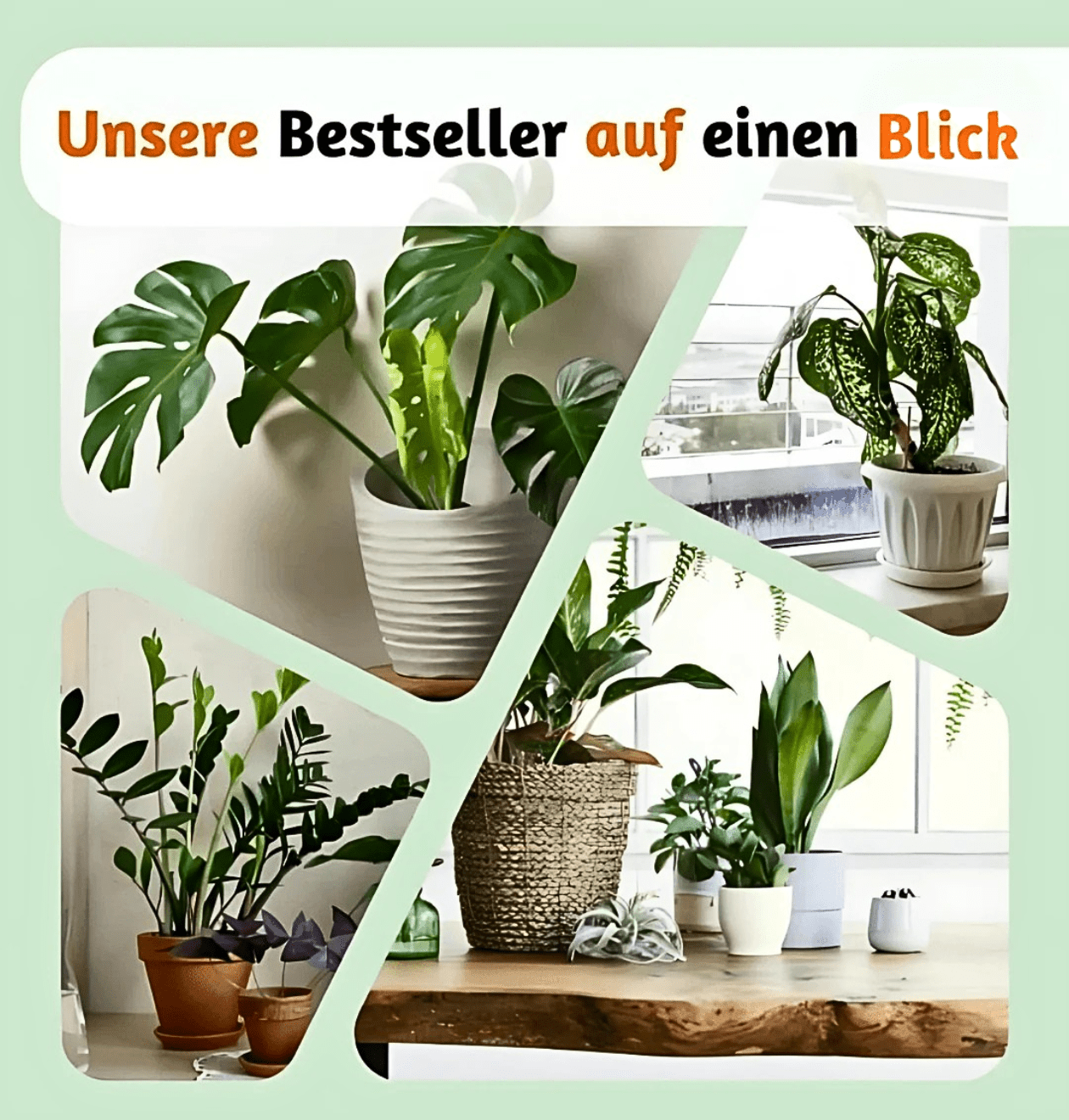 Monstera adansonii | 5er - Set | Affenblatt | ca. 25 - 30 cm | Ø 12 - 15 cm Topf - Blume Ideal