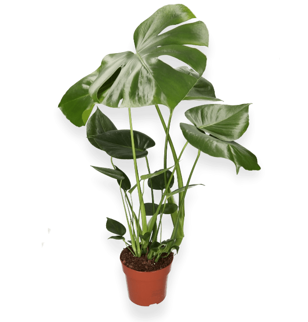 Monstera | “Deliciosa” | +/ - 55 - 65cm | ø 12 - 15cm Topf - Blume Ideal