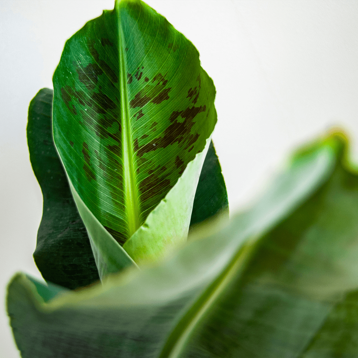 Musa | Bananenpflanze | +/ - 50 - 60cm | ø 12 - 15cm Topf - Blume Ideal