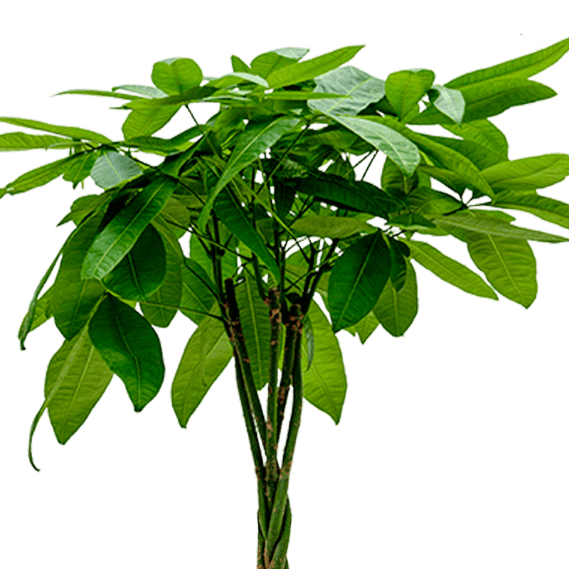 Pachira Aquatica | Glückskastanie | +/ - 40 - 50cm | ø 12 - 15cm Topf - Blume Ideal