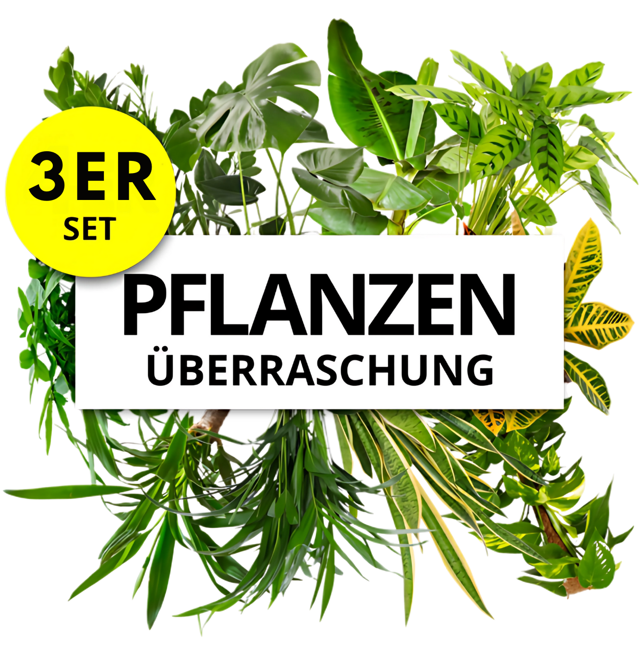 Pflanzenüberraschung | 3er - Set | ca. 30 - 70 cm | Ø 12 - 15 cm Topf - Blume Ideal