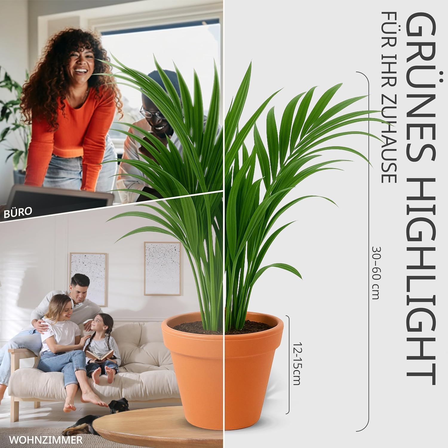 Pflanzenüberraschung + Zinktopf | 6er - Set | ca. 30 - 70 cm | Ø 12 - 15 cm Topf - Blume Ideal