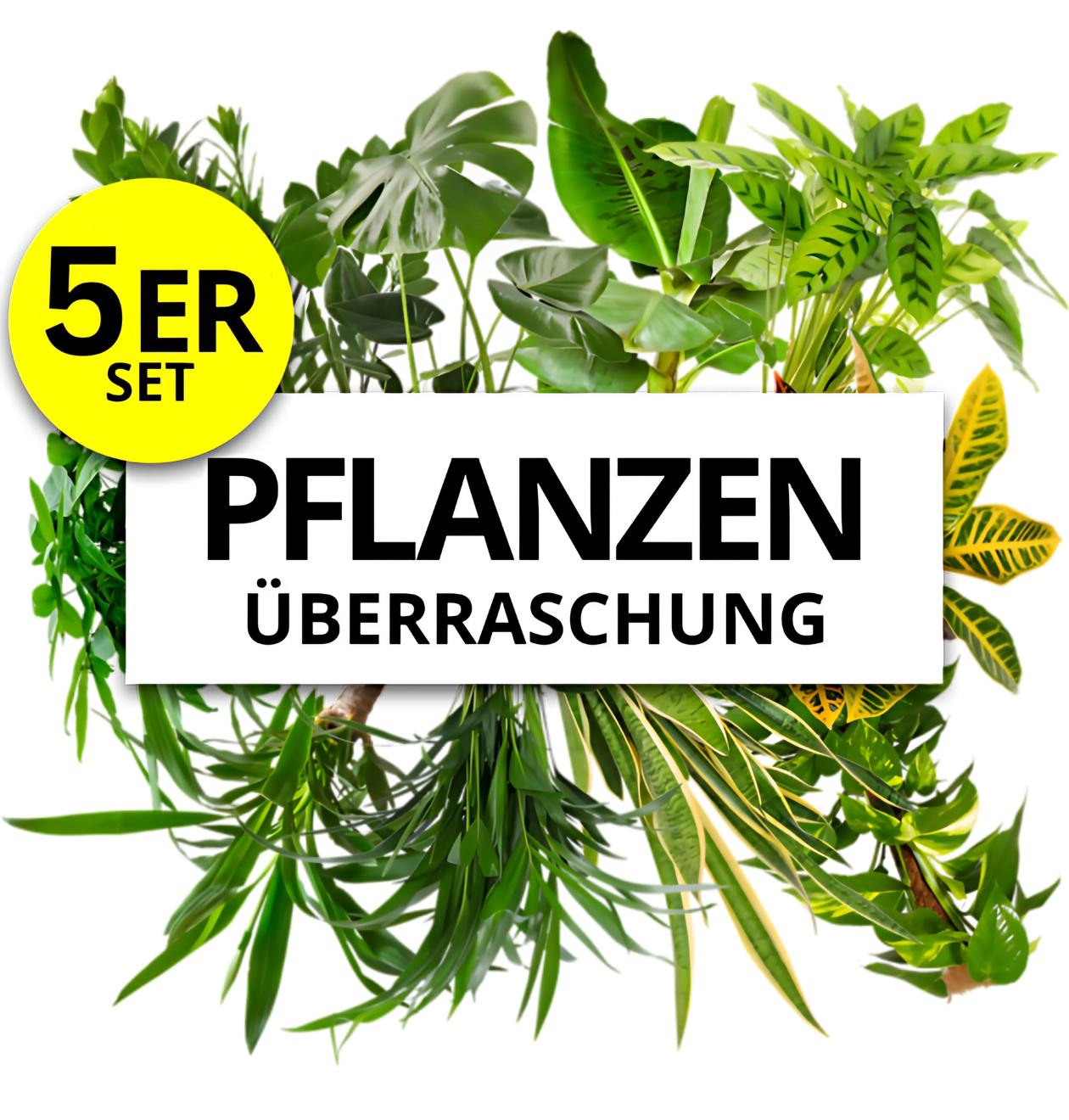 5er-Set | Pflanzenüberraschung | +/- 40-70cm | ø 12-15cm Topf