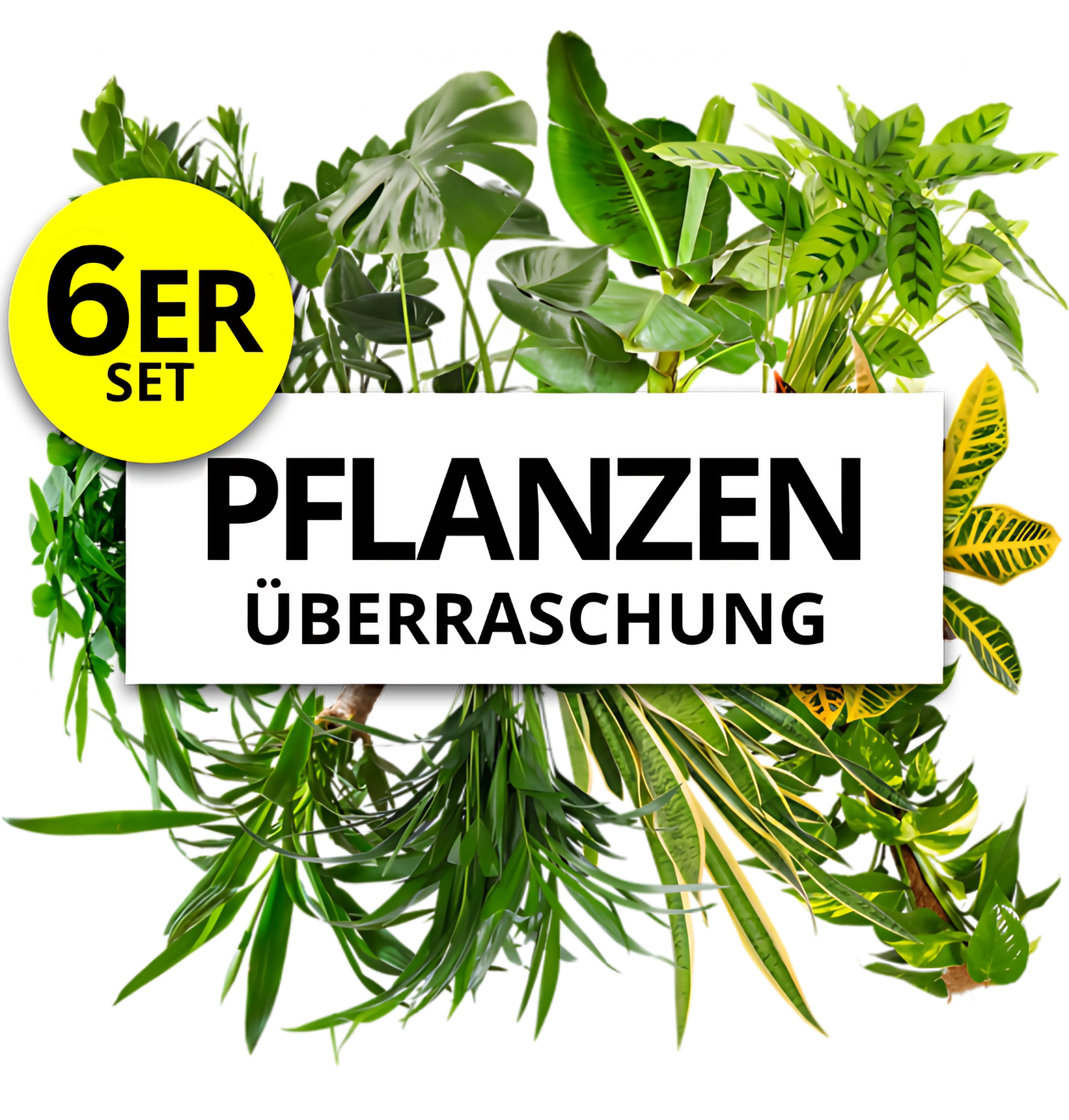 6er-Set | Pflanzenüberraschung | +/- 40-55cm | ø 12-15cm Topf