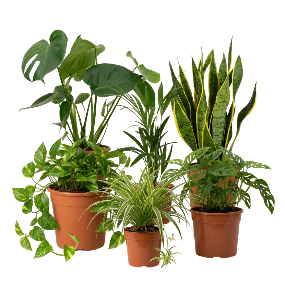 Pflegeleichtes Pflanzenset - Blume Ideal