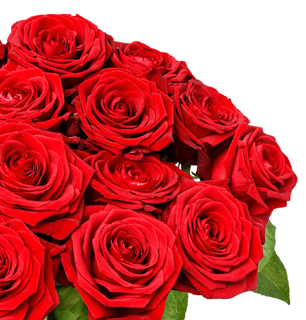 30 Red Naomi Rosen (XXL Blütenkopf)