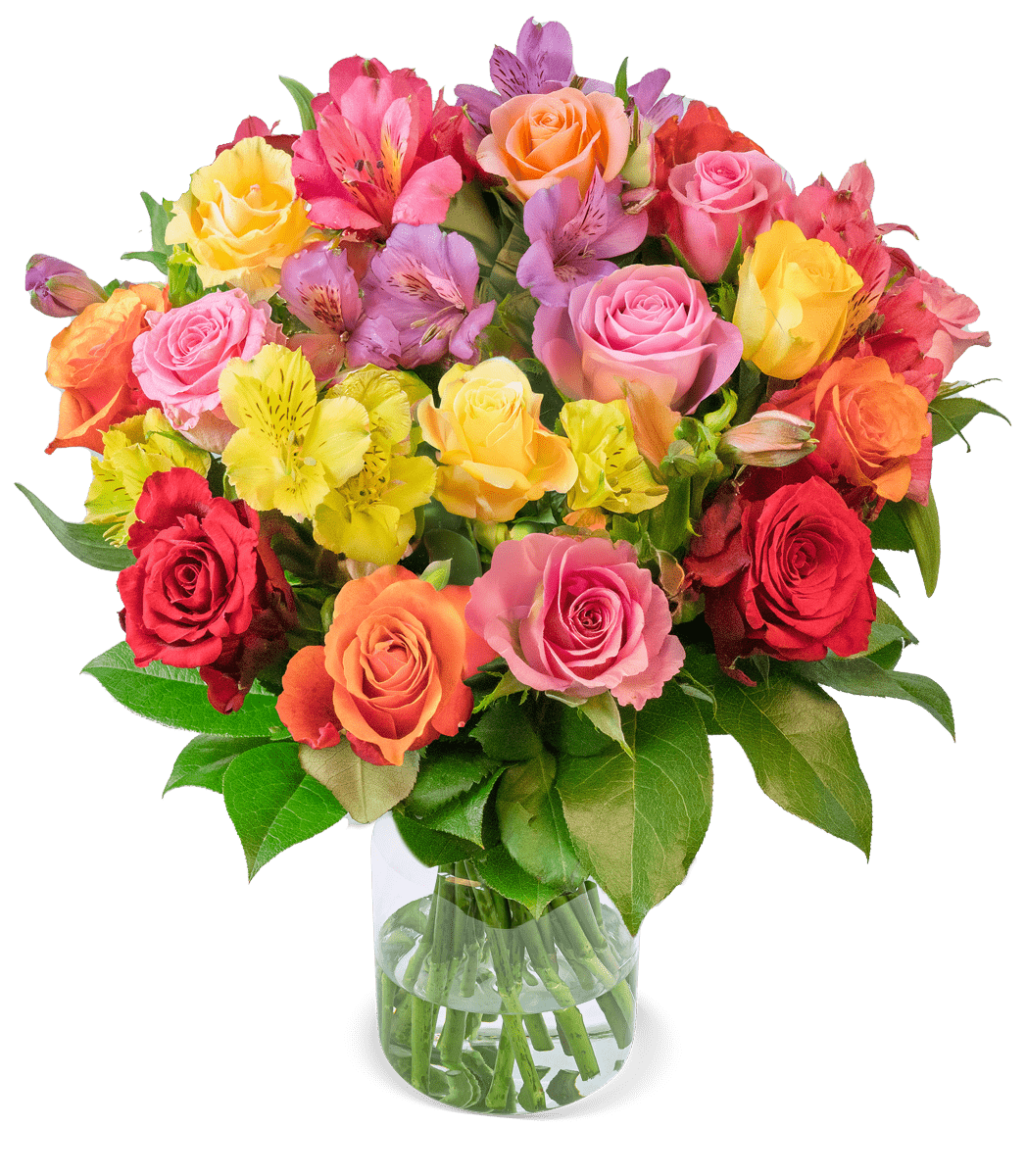 Rosenglück mit bis zu 40 Blüten - Blume Ideal