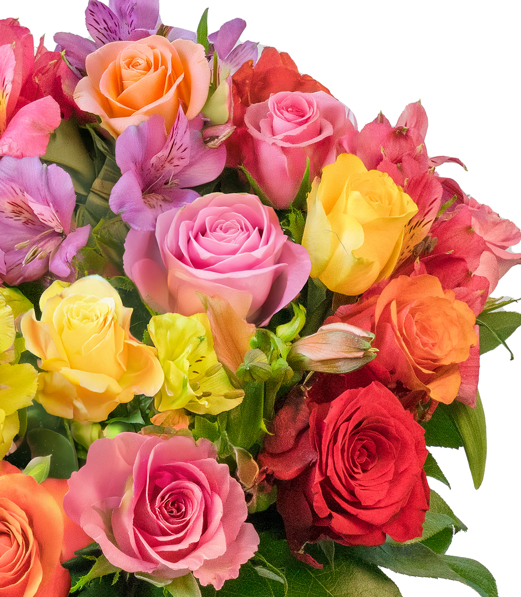 Rosenglück mit bis zu 40 Blüten