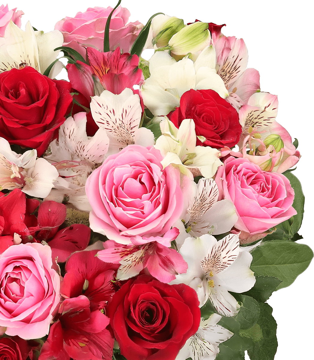 Rosenwunder mit bis zu 40 Blüten - Blume Ideal