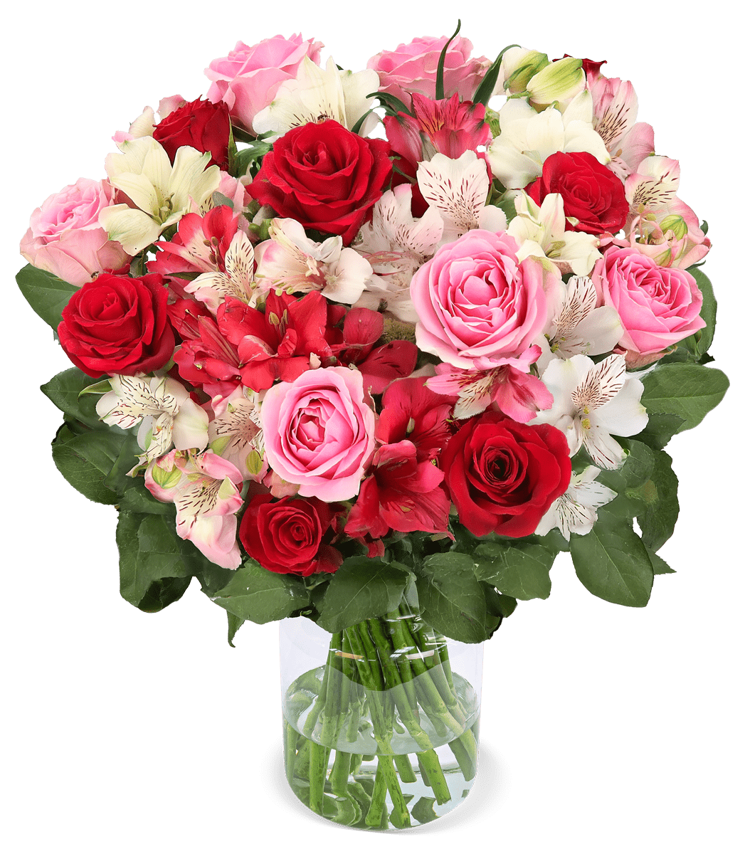 Rosenwunder mit bis zu 40 Blüten - Blume Ideal