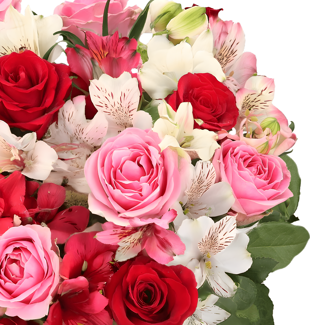 Rosenwunder XL - Blume Ideal