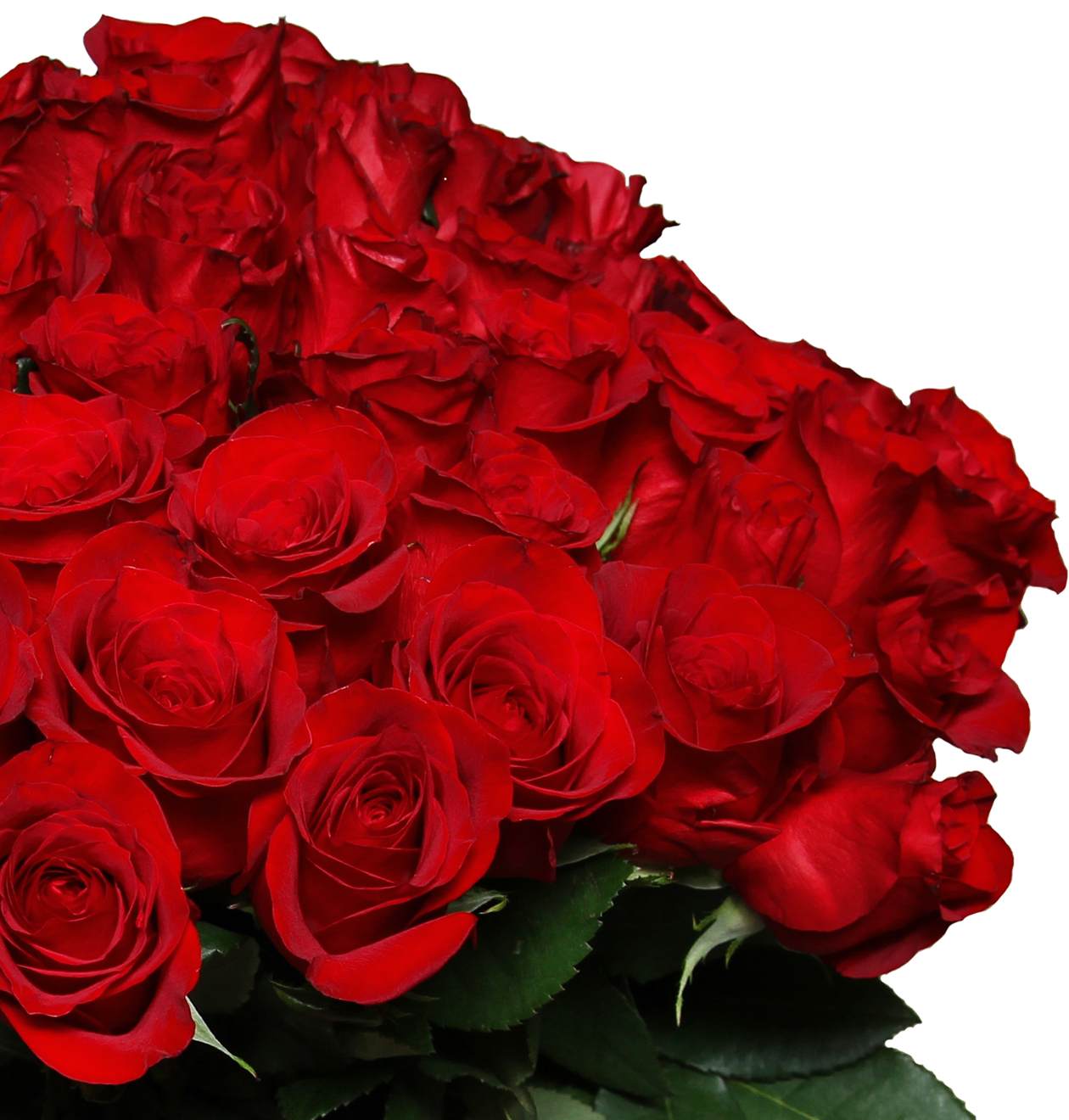 60 rote Rosen "Perfekter Liebesbeweis"