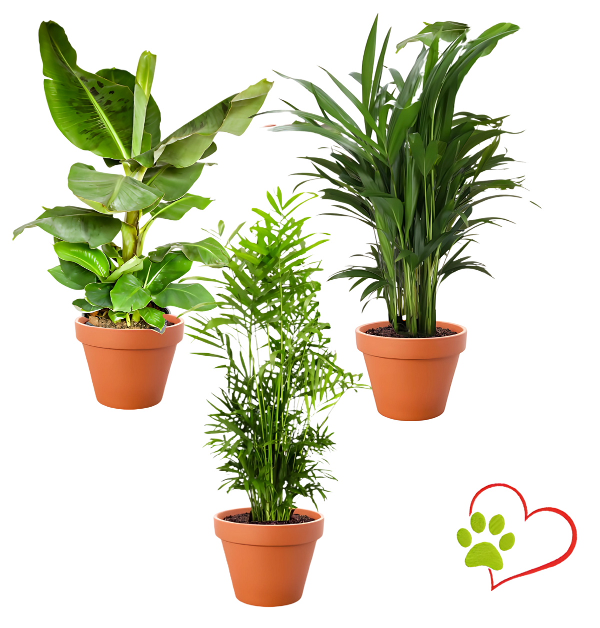 “Tierfreund” Pflanzen - Set | 3er - Set | ca. 30 - 60 cm | Ø 12 - 15 cm Topf - Blume Ideal