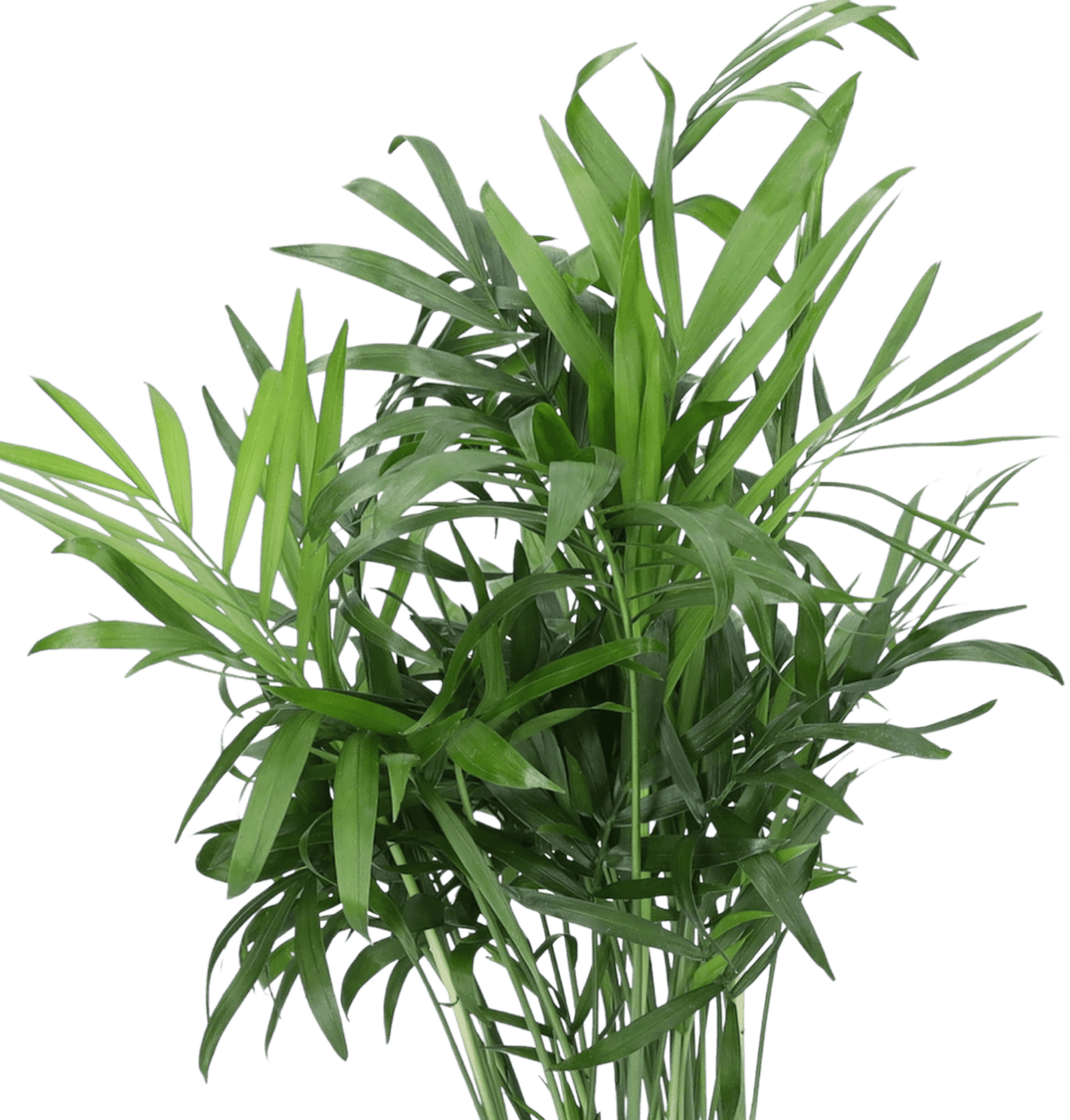 “Tierfreund” Pflanzen - Set | 3er - Set | ca. 30 - 60 cm | Ø 12 - 15 cm Topf - Blume Ideal