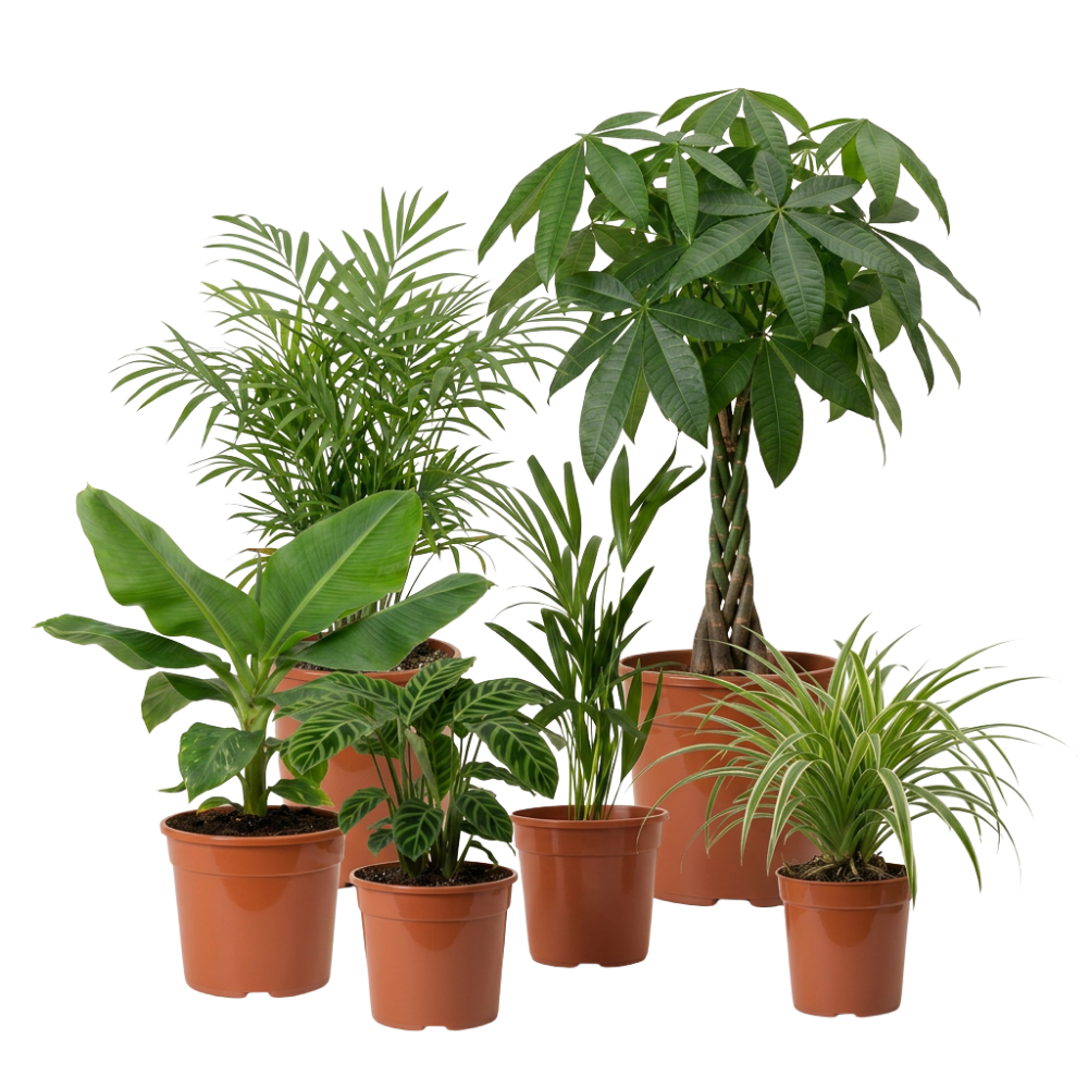 Tierfreundliche Pflanzensets - Blume Ideal