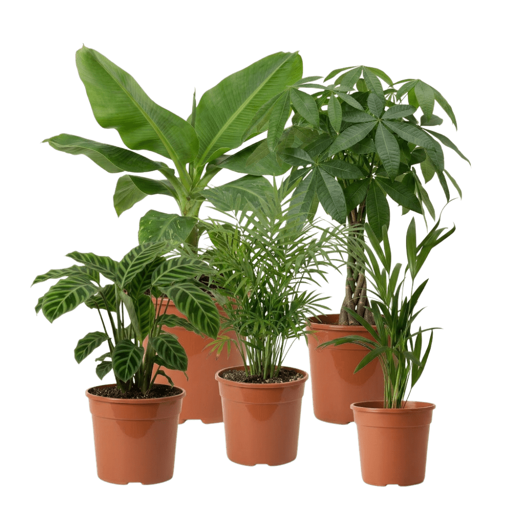 Tierfreundliche Pflanzensets - Blume Ideal