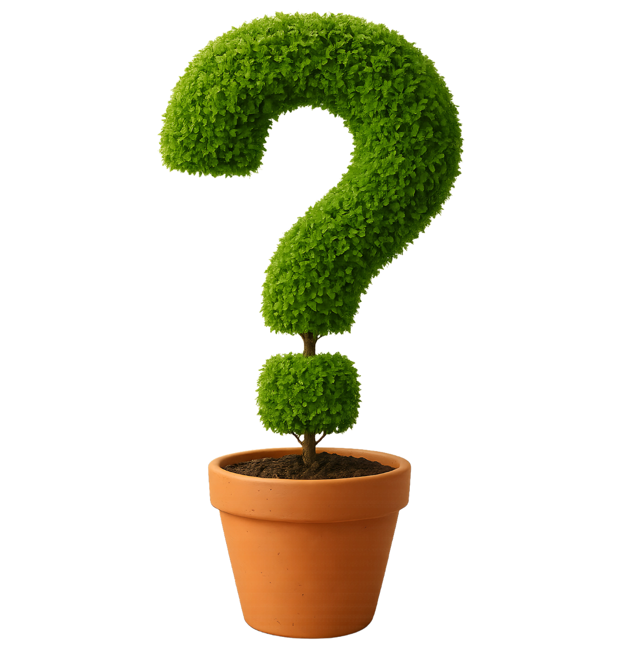 Überraschungspflanze | +/- 30-50cm