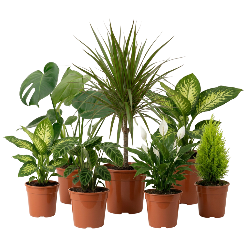 Urban Jungle Pflanzenset - Blume Ideal