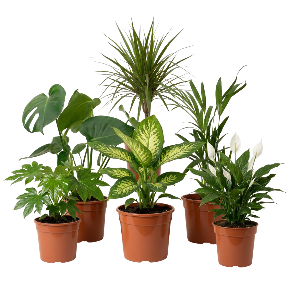 Urban Jungle Pflanzenset - Blume Ideal
