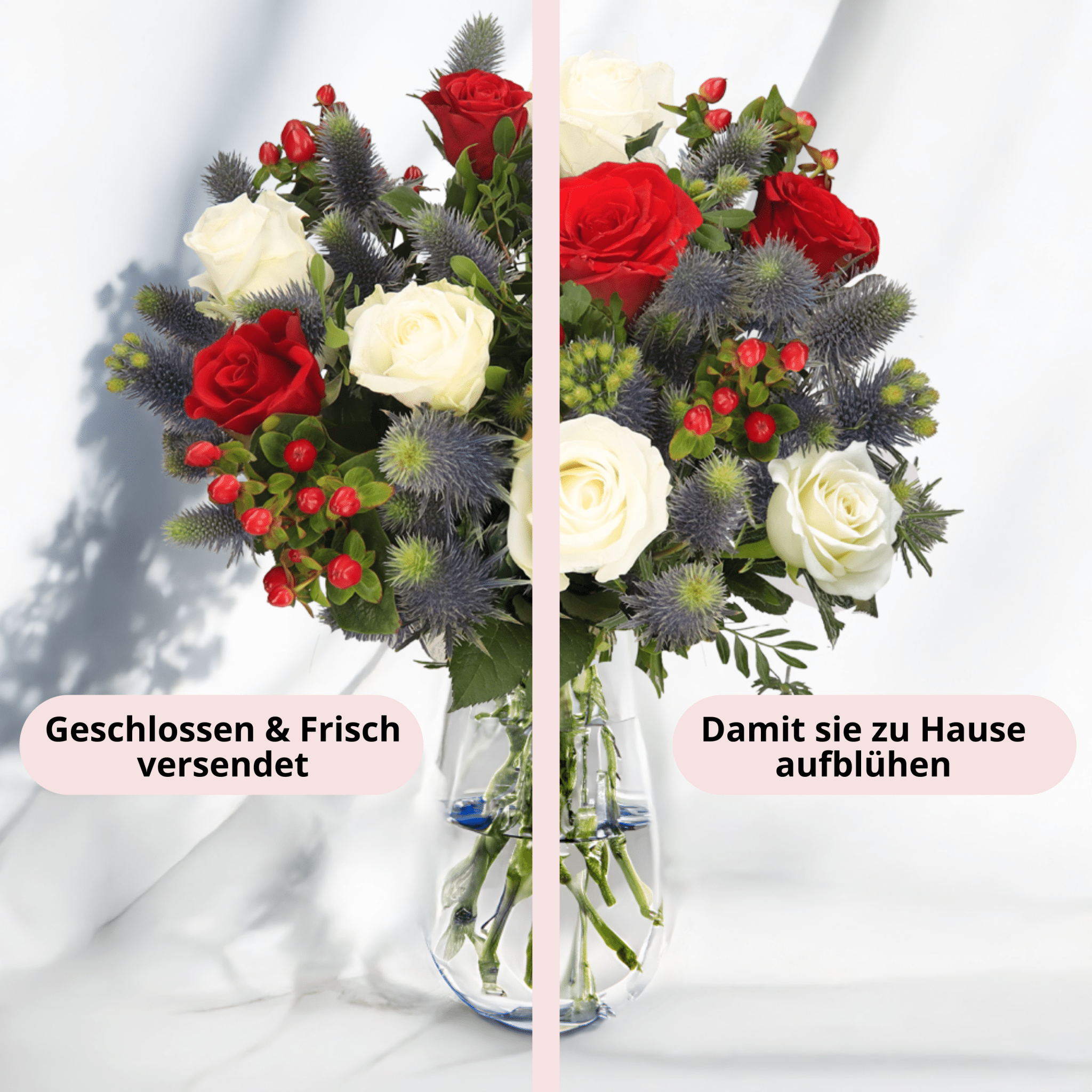 Weihnachtstraum - Blume Ideal