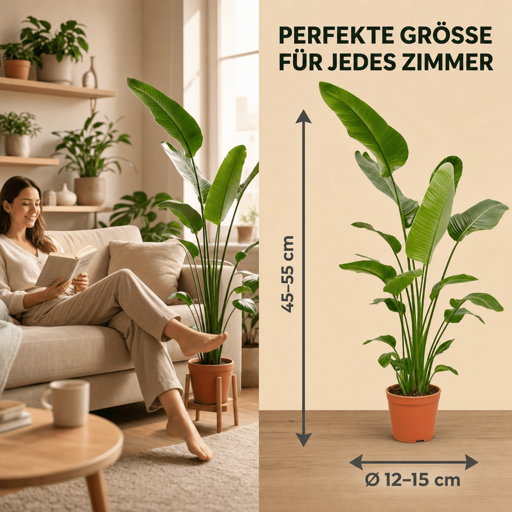 Weiße Paradiesvogelblume + 1x Zinktopf | Strelitzia Nicolai | ca. 45-55 cm | Ø 12-15 cm Topf - Blume Ideal