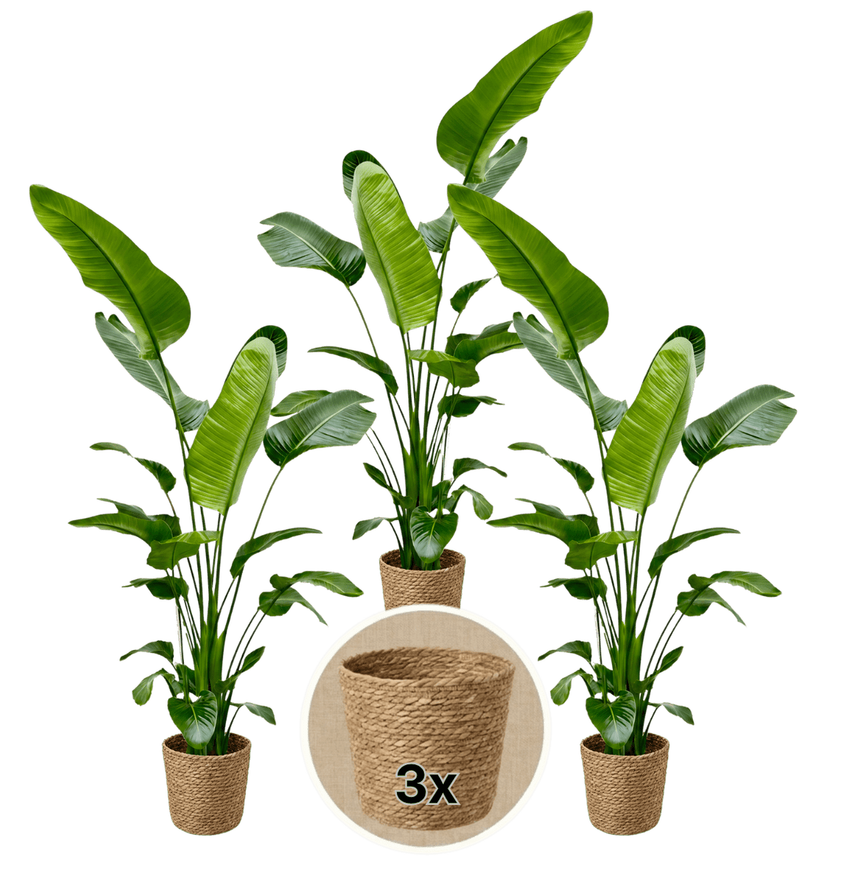 Weiße Paradiesvogelblume + 3x Seegraskorb | 3er-Set | Strelitzia Nicolai | ca. 45-55 cm | Ø 12-15 cm Topf - Blume Ideal