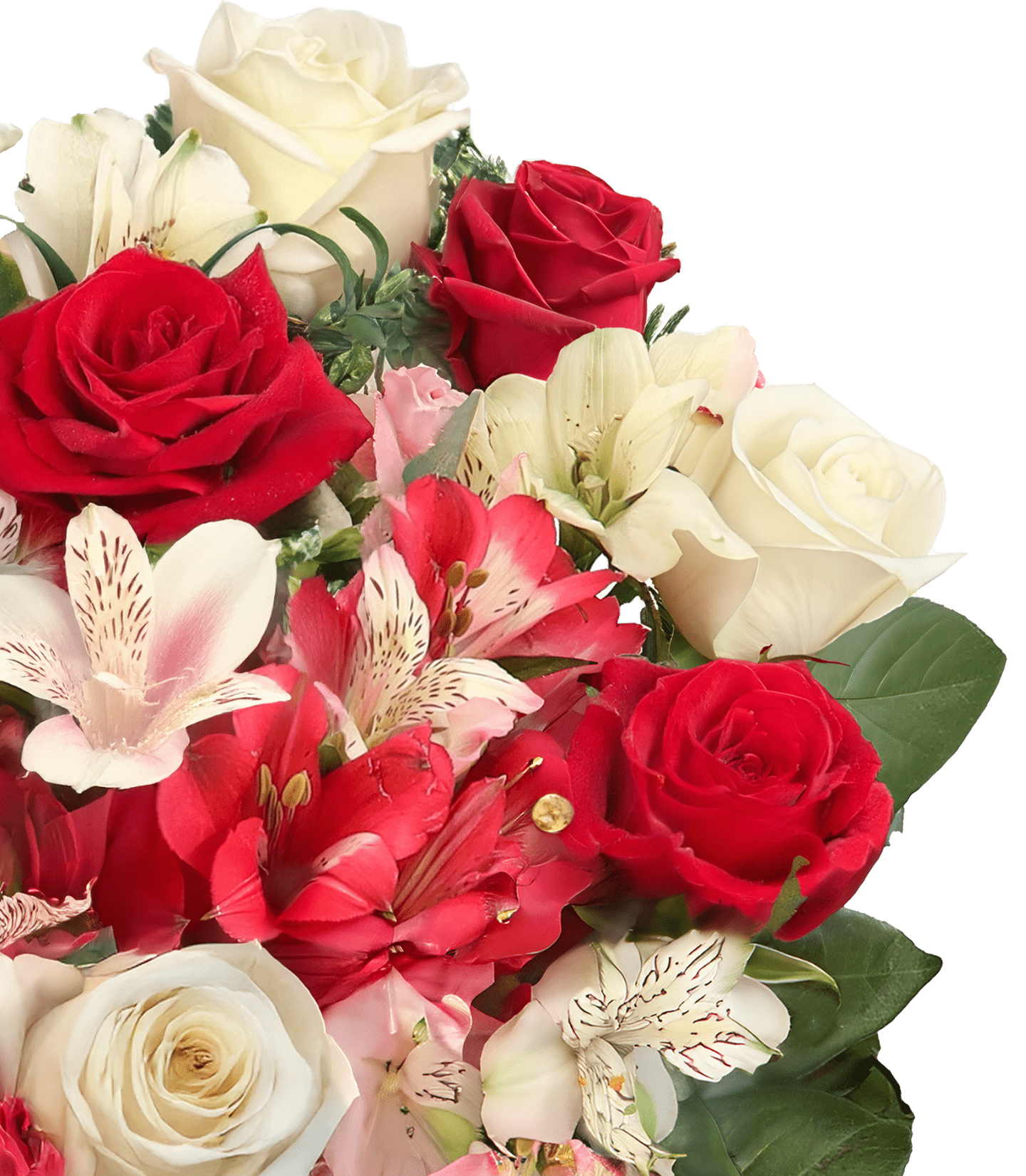 Wonderwoman mit bis zu 40 Blüten - Blume Ideal