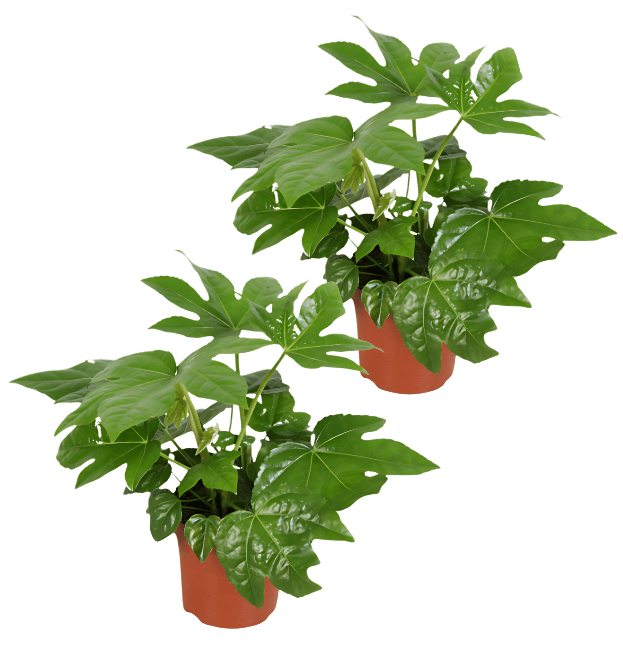 Zimmeraralie | 2er - Set | Fatsia japonica | ca. 40 - 50 cm | Ø 12 - 15 cm Topf - Blume Ideal